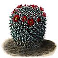 Mammillaria magnimamma BlKakteenT32