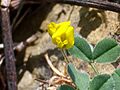 Medicago truncatula Enfoque 2010-3-29 DehesaBoyalPuertollano