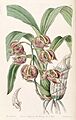Mormodes aromatica - Edwards vol 29 (NS 6) pl 56 (1843)