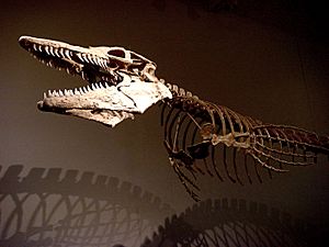 Archivo:Mosasaur skeleton