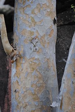 Myrcianthes cisplatensis bark.jpg