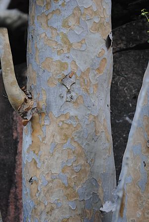 Archivo:Myrcianthes cisplatensis bark