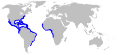 Range of the lemon shark