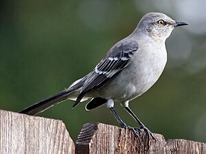 Archivo:Northern Mockingbird3-cropped
