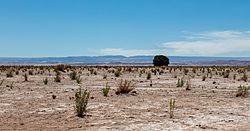 Archivo:Paisaje en el desierto de Atacama, Chile, 2016-02-06, DD 16
