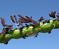 Paspalum notatum spikelets11 (7391316766) (cropped)