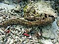 Pearsonothuria graeffei Voavah