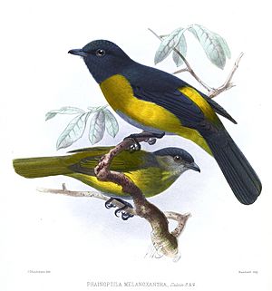 Archivo:PhainoptilaMelanoxanthaKeulemans