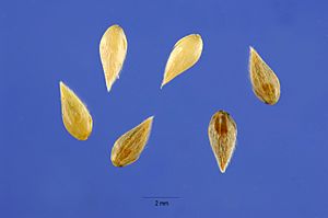 Archivo:Phalaris-aquatica-seeds