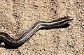 Philodryas chamissonis