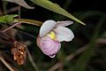 Phragmipedium schlimii - insitu (20463543082)