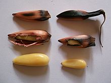Archivo:Piñones de araucaria cocinados