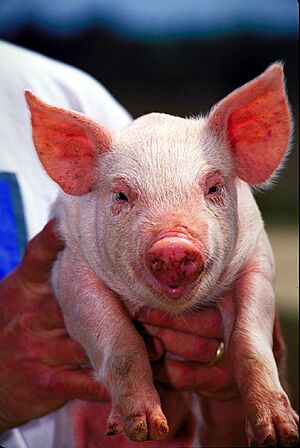 Archivo:Pig USDA01c0116