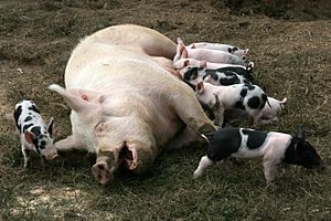 Archivo:Pig lactation