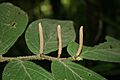 Piper pseudofuligineum 2