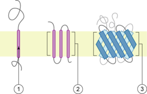 Archivo:Polytopic membrane protein