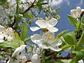 Prunus 2
