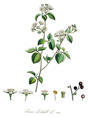 Archivo:Prunus mahaleb — Flora Batava — Volume v14