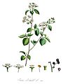 Prunus mahaleb — Flora Batava — Volume v14