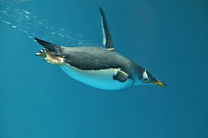 Archivo:Pygoscelis papua -Nagasaki Penguin Aquarium -swimming underwater-8a