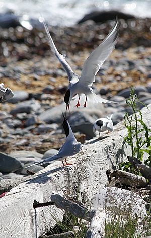 Archivo:Roseate Terns Being Harrassed By Common Tern Neighbors (4879643332)