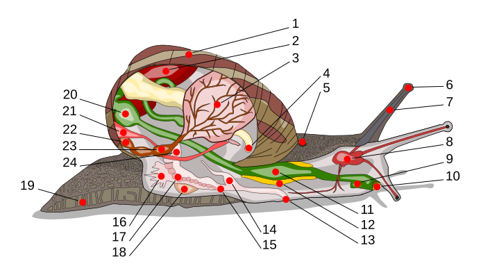 Archivo:Scheme snail anatomy-numbers