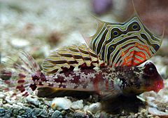 Scooter blenny - by BJ Beggerly.jpg