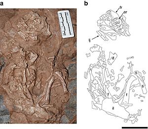 Archivo:Skeleton of Beibeilong sinensis (HGM 41HIII1219)