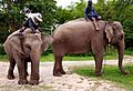 Thai elephants and mahouts by Don Ramey Logan