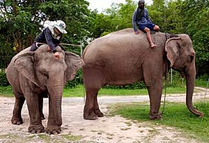 Archivo:Thai elephants and mahouts by Don Ramey Logan
