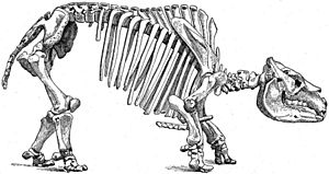 Archivo:Toxodon skeleton