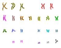 Archivo:UCSC human chromosome colours