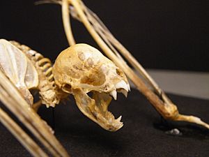 Archivo:Vampire bat skeleton face