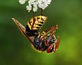 Vespa crabro germana with prey Richard Bartz Crop