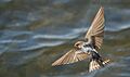Welcome Swallow Wings