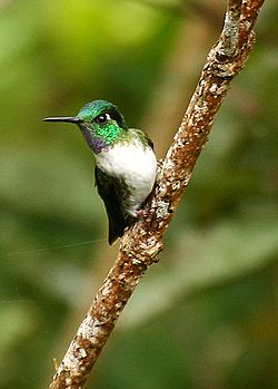 White-bellied Mountain-gem (Oreopyra hemileucus).jpg