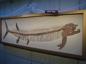 Archivo:Xiphactinus audax fossil
