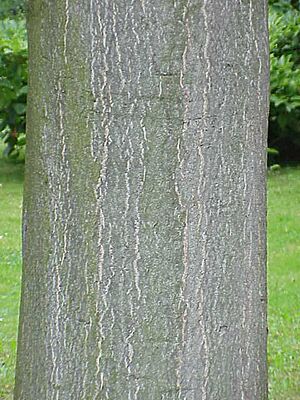 Archivo:Ailanthus altissima5