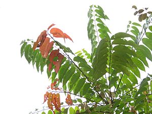 Archivo:Ailanthus triphysa leaf 02