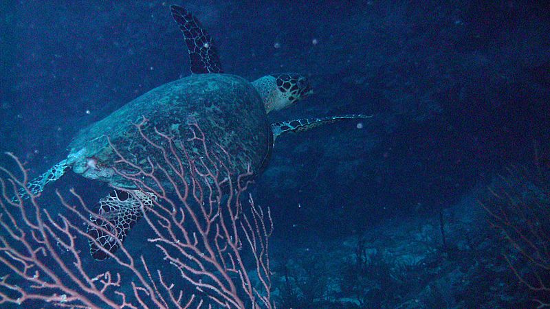 Akumal Scuba Diving (4317784232)
