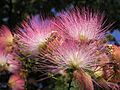 Albizia julibrissin Ab-02