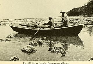 Allan Hancock Pacific expeditions (1943) (17763852508).jpg