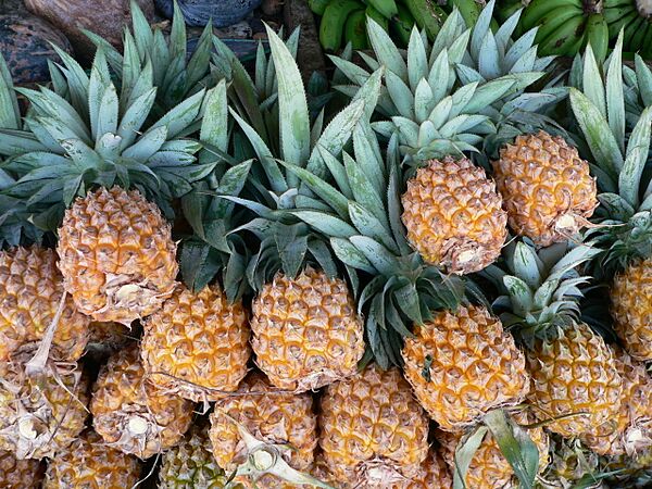 Ananas comosus Victoria P1190440