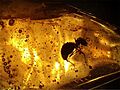Ant in amber