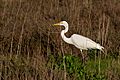 Ardea alba -San Francisco Bay, California, USA -walking-8