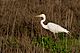 Ardea alba -San Francisco Bay, California, USA -walking-8.jpg