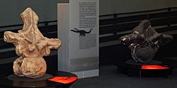 Archivo:Argentinosaurus and Puertasaurus vertebrae