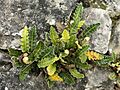 Asplenium ceterach (Sardinia)