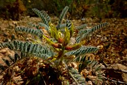 Archivo:Astragalus nitidiflorus505