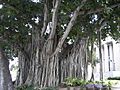 Banyan tree Old Lee County Courthouse
